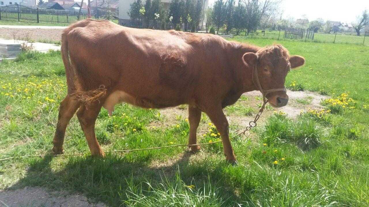 Lopë