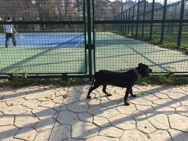Pitbull