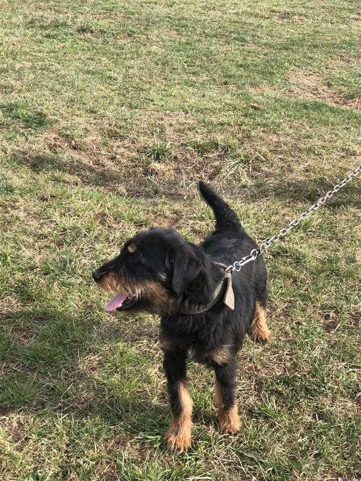 Terrier