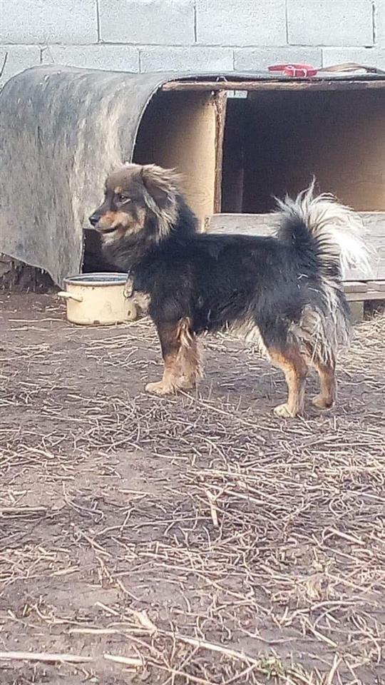 Shes-bubin-mashkull-1-vit