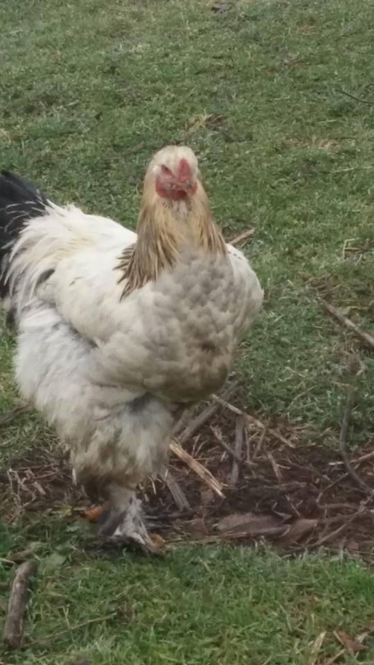 Brahma-