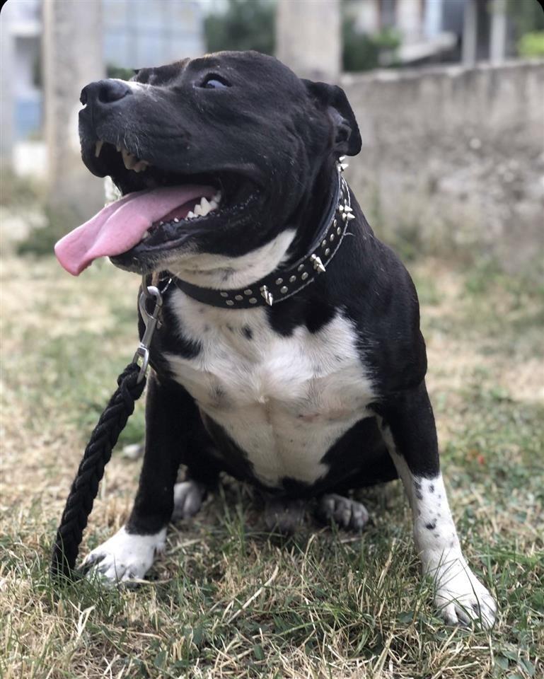 Pitbull