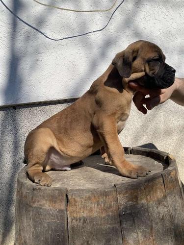 Cane Corso