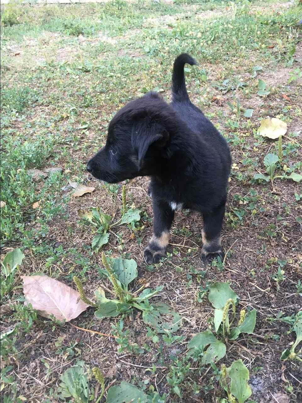 klyshi-per-adoptim-