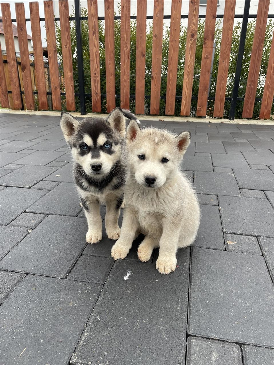 Husky