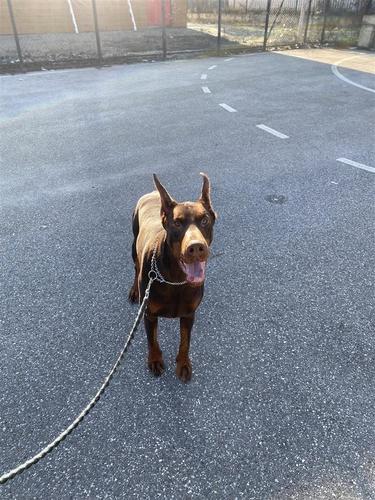 Doberman