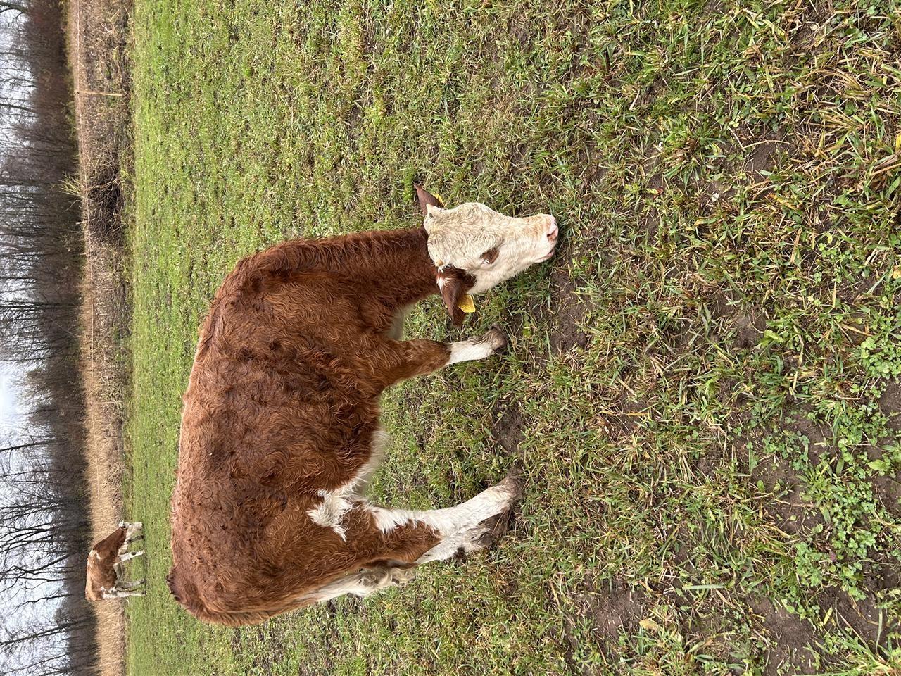 mshtjerra