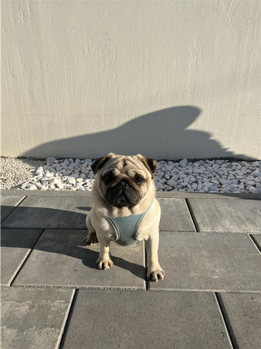 Pug 