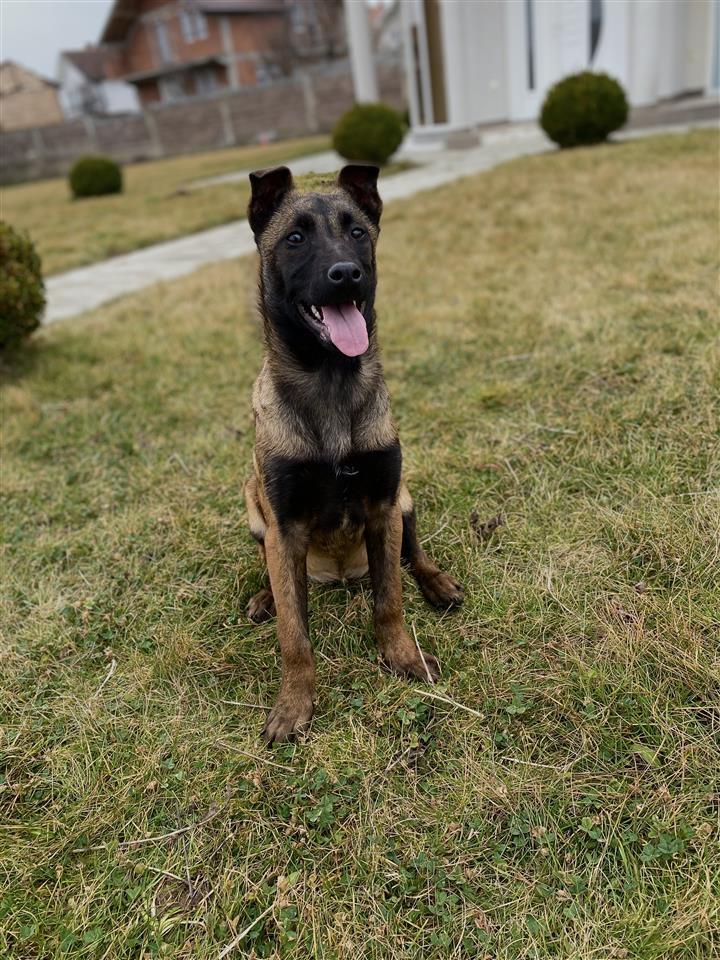 Belg-malinois-