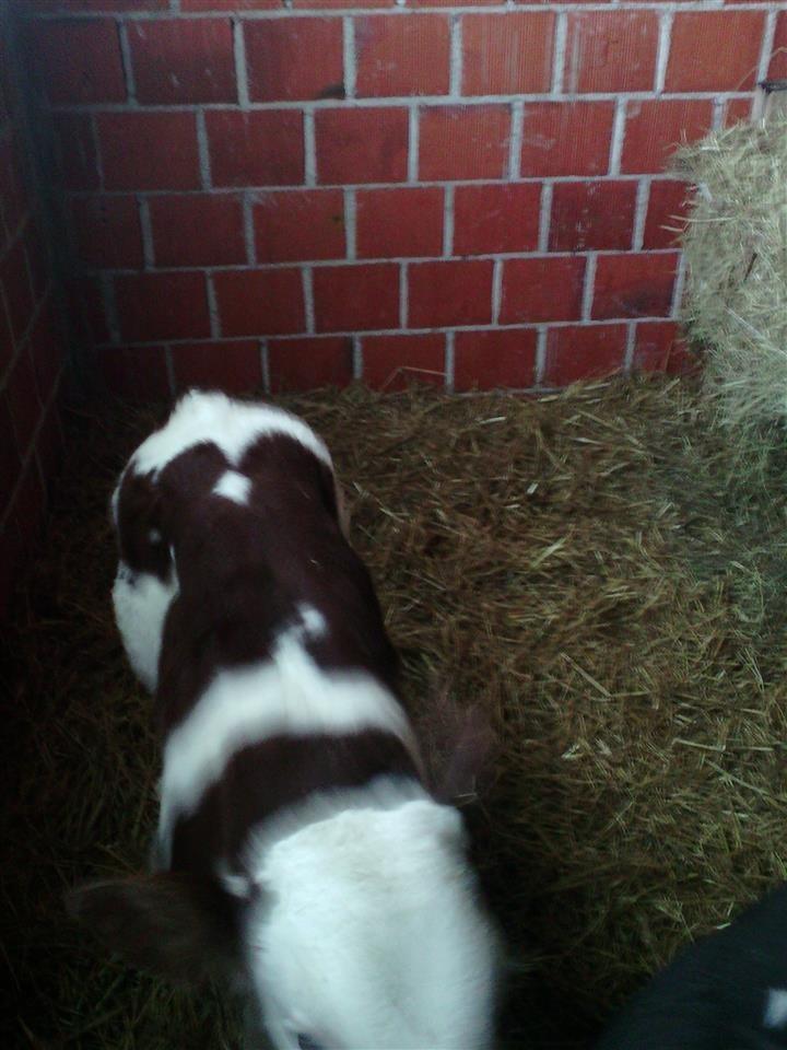Ferma