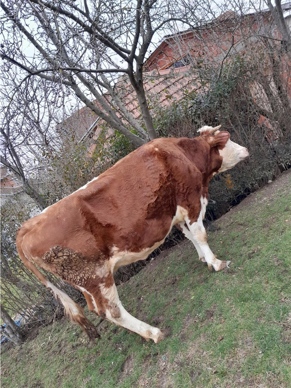 Shitet-mshtjerra-