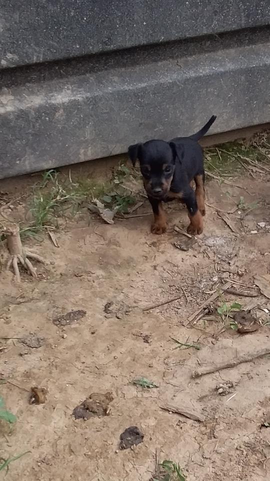 Tettier