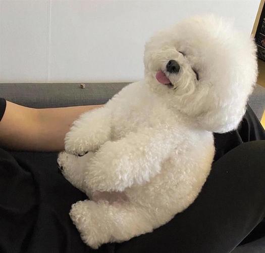 Bichon mini