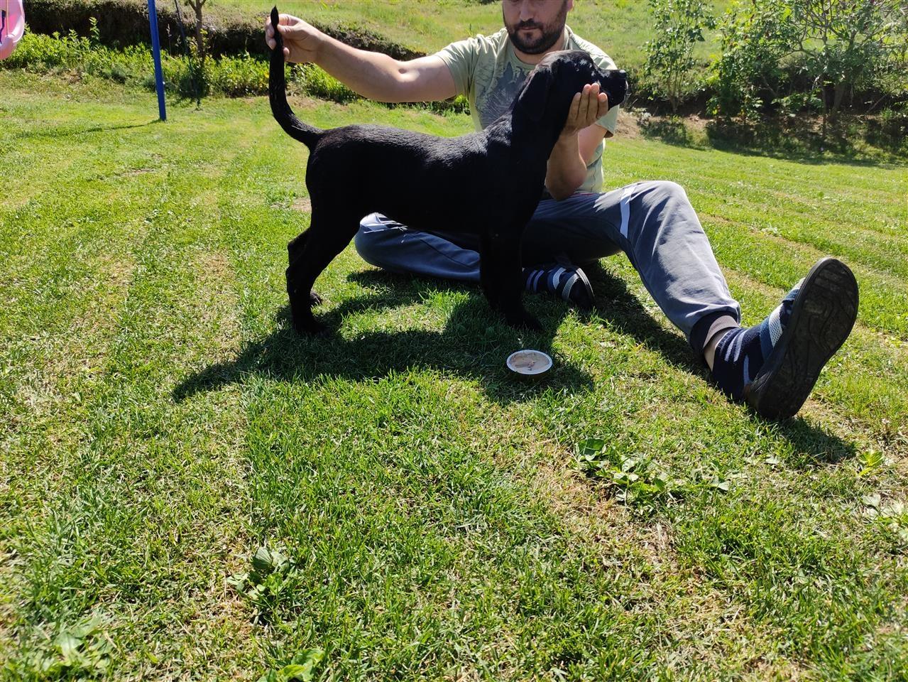Cane-Corso