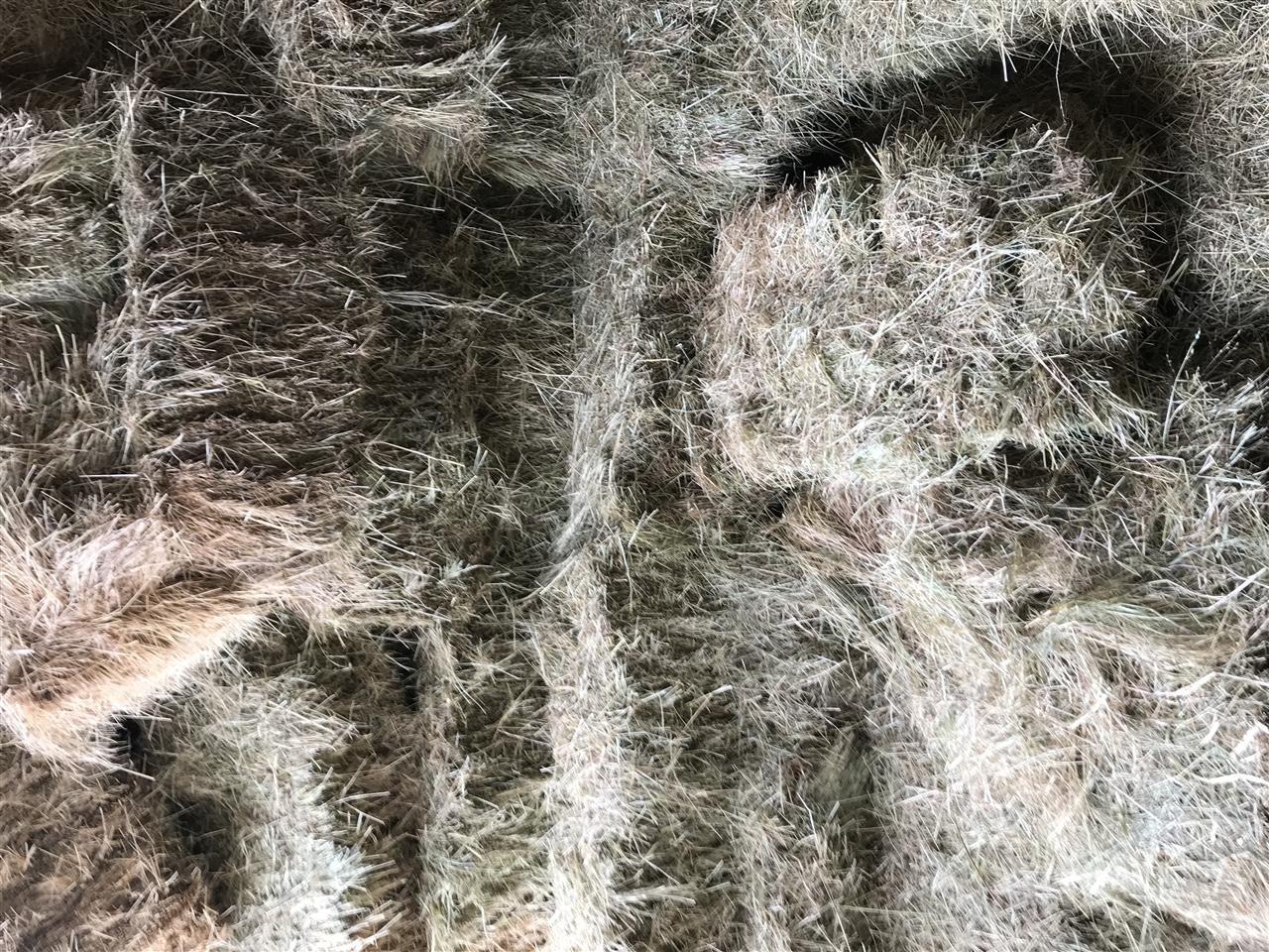shiten-dujt