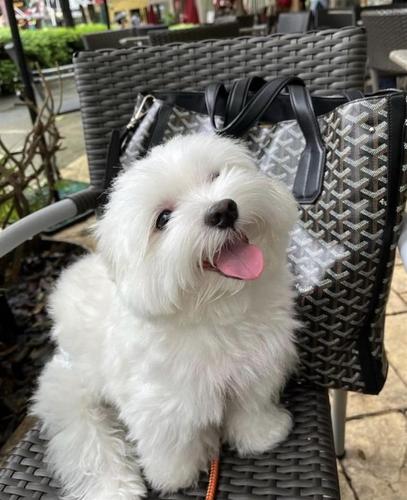 Maltezer