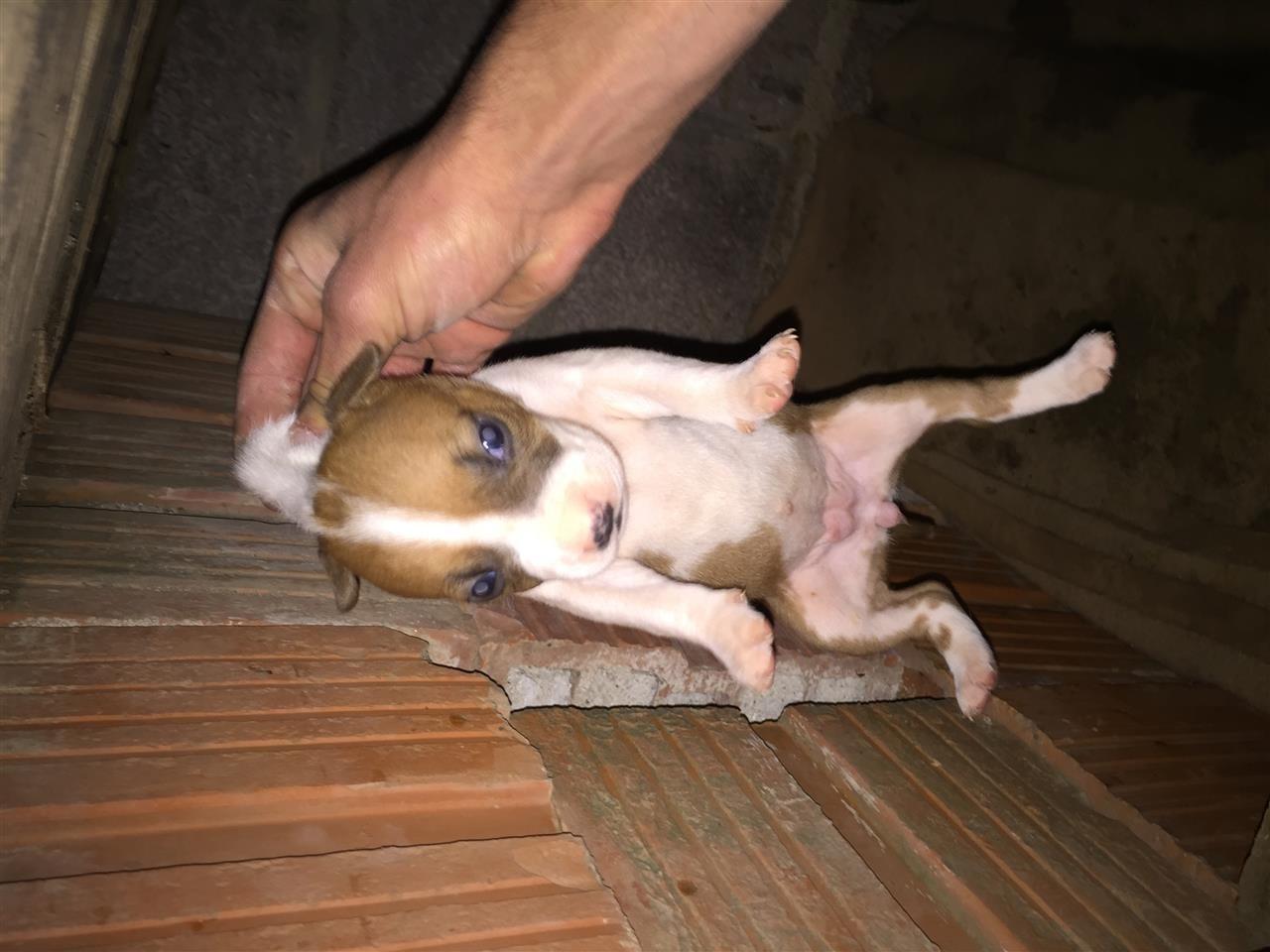 Pitbull-