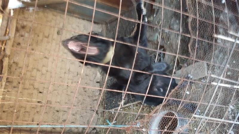 Qeni-