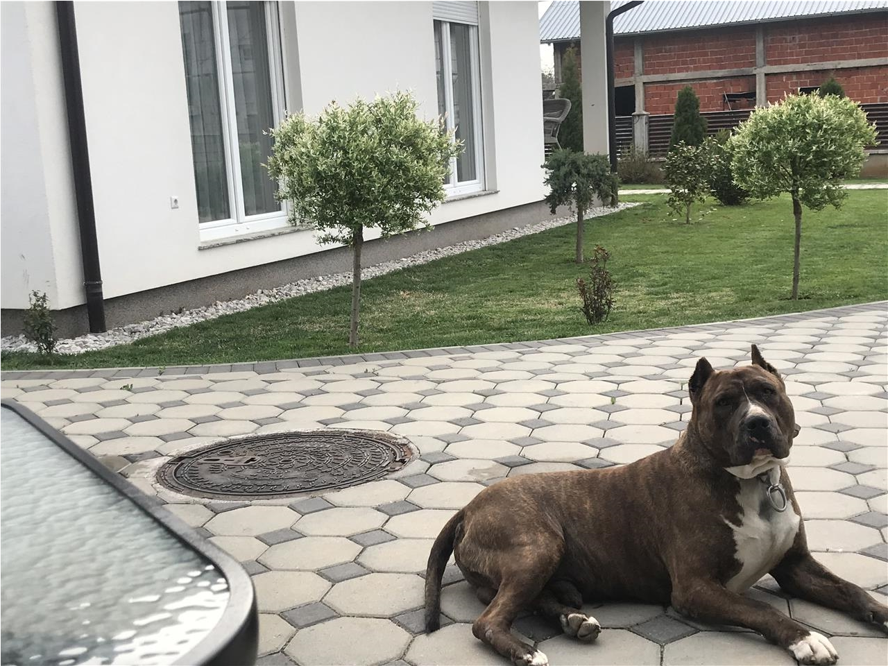 Pitbull