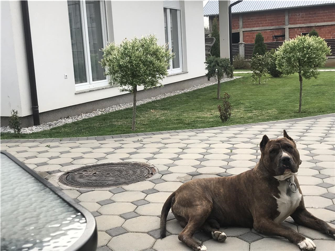 Pitbull