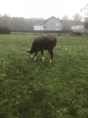 Mushtjerr