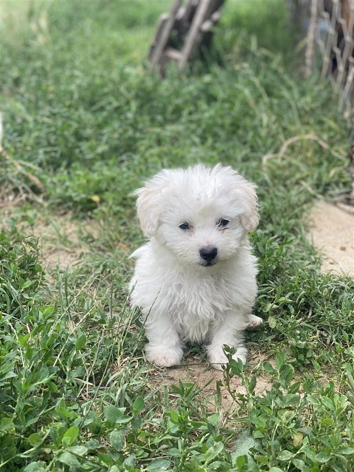 Maltezer-