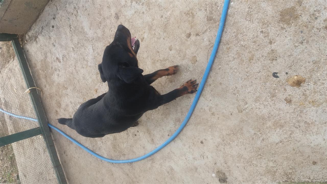 Terrier