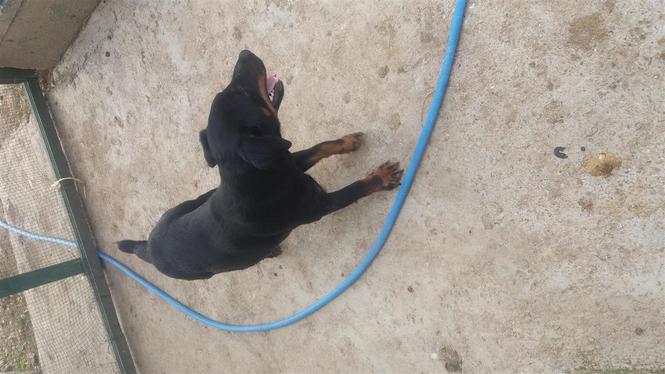 Terrier