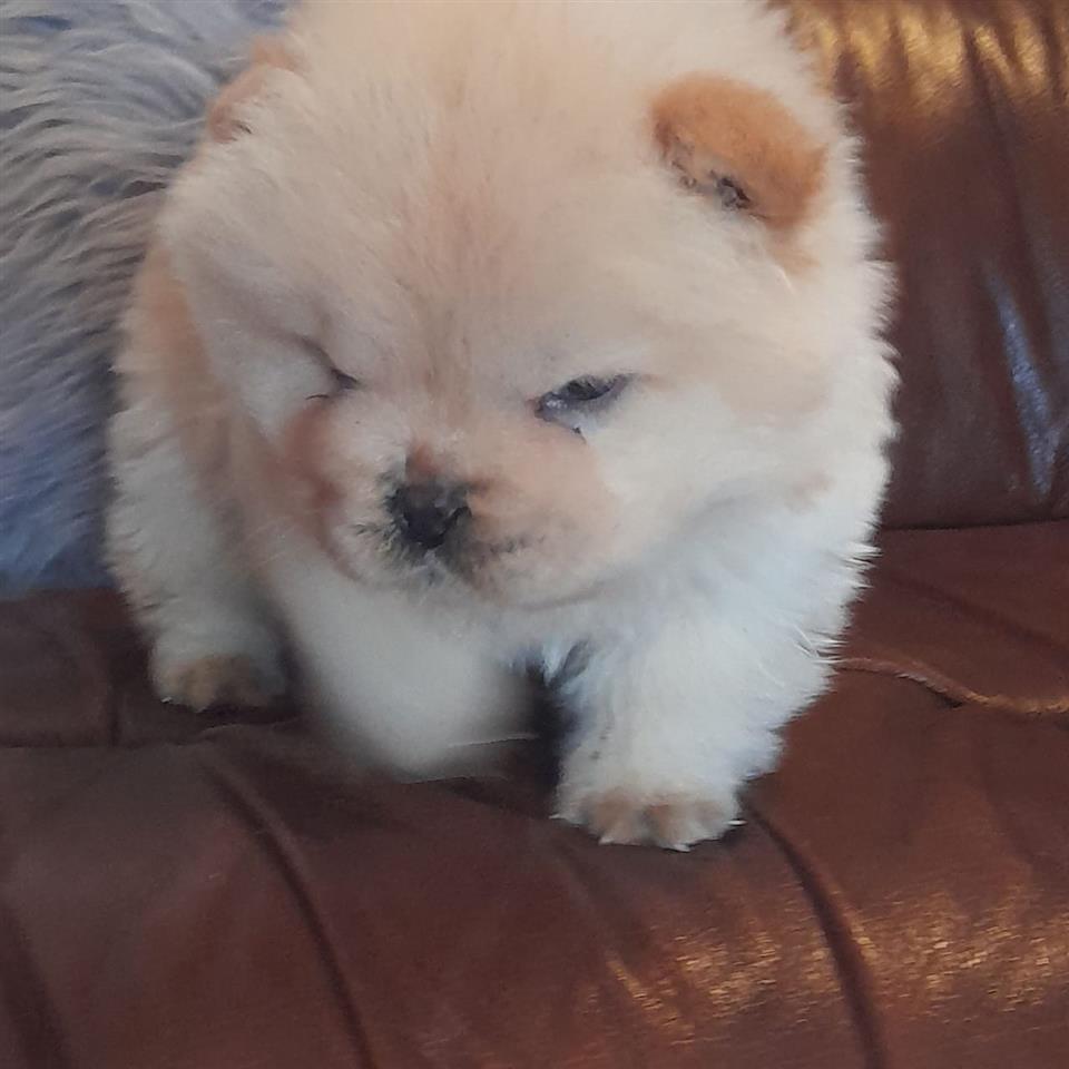 Chow-chow