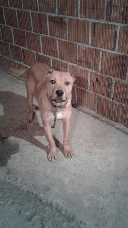 Pitbull