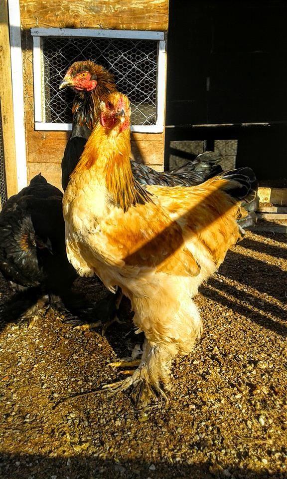 Brahma