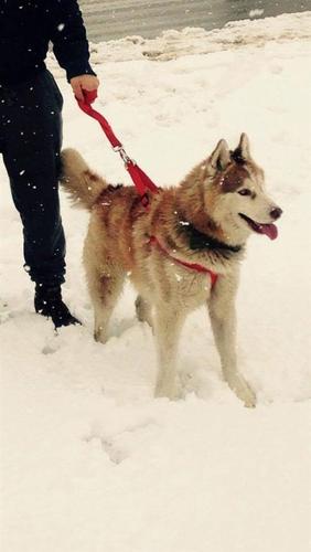Haski