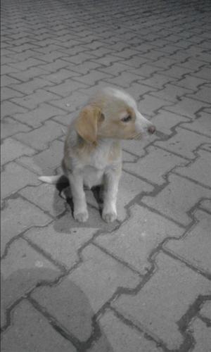 Minikk