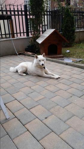 hasky
