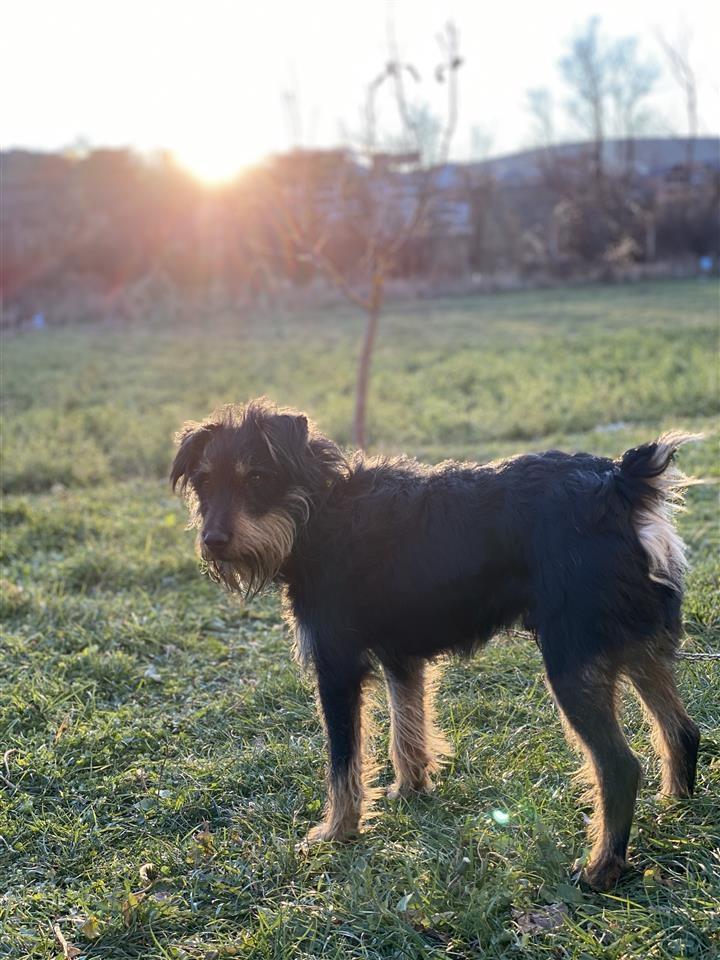 terrier