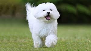 Pekingese