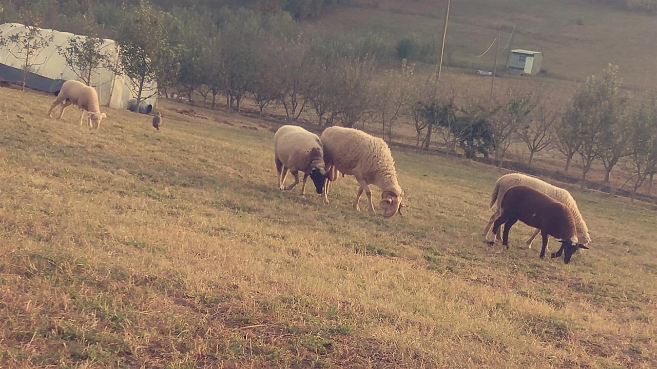 Delet-barsa