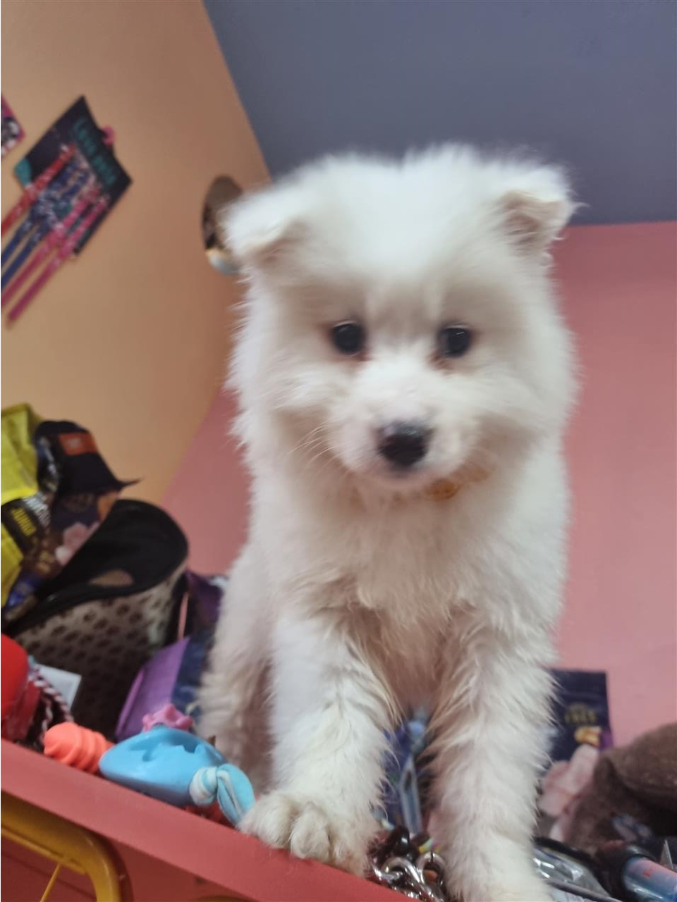 Samoyed