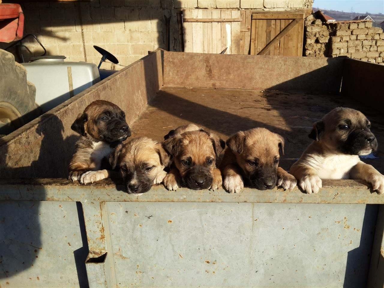 Pitbullat