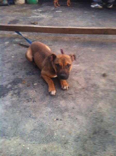 pitbull