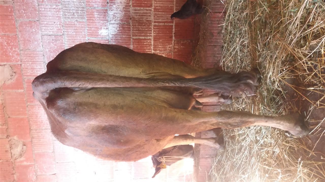 Lop-barsa