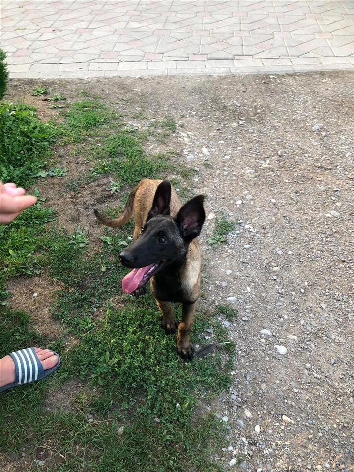 Klysh-Malinois