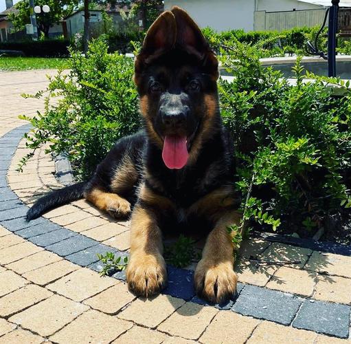 German shepherd 