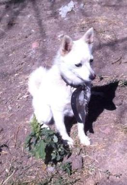 SHite-