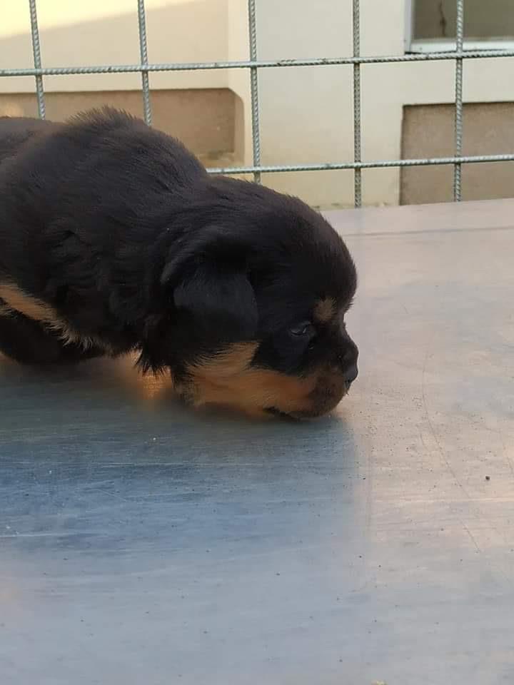 ROTTWEILER
