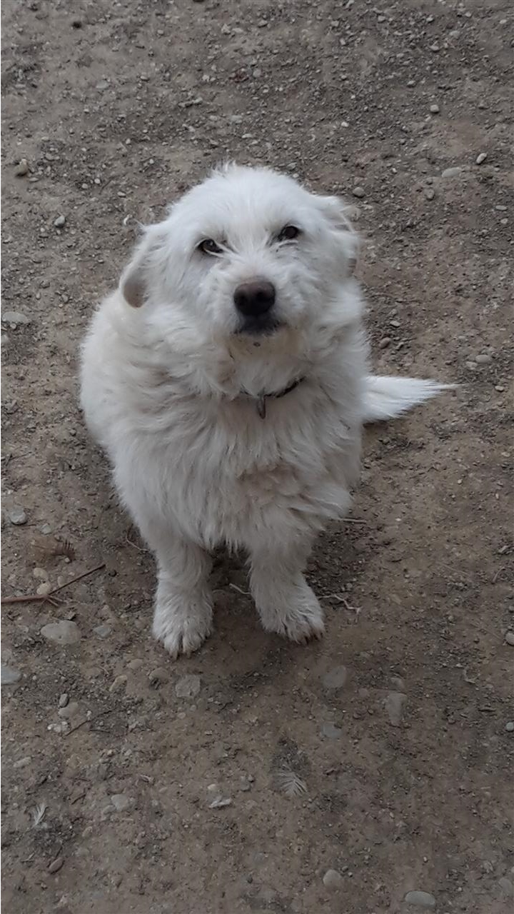 Terrier