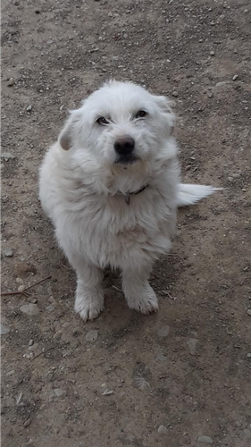 Terrier