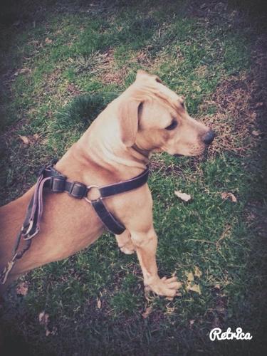  Pitbull 
