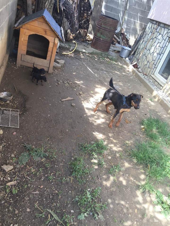 terrierja