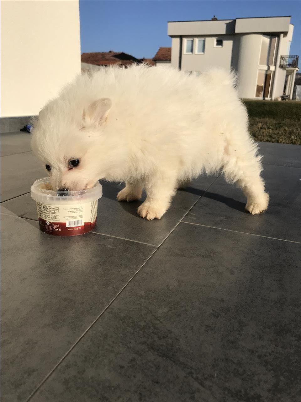 Minispitz-